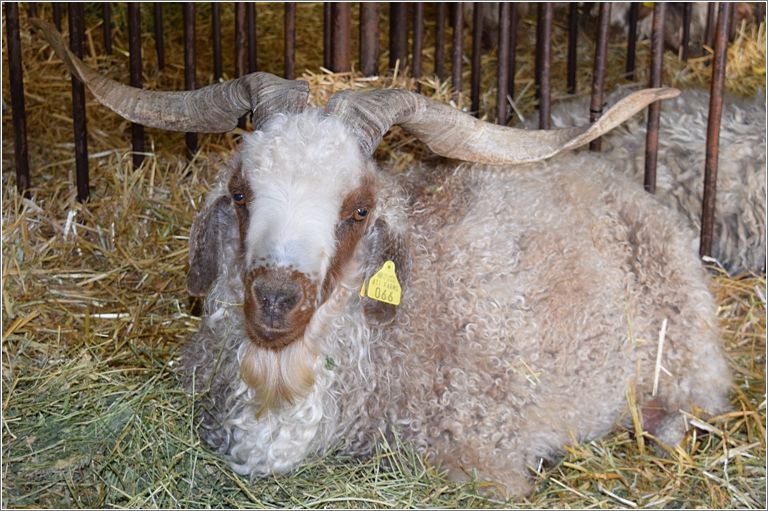 Angora buck from Moon Valley Farm, Soap Lake, Washington. Photo: Rich Lundquist.